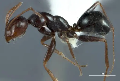 Melophorus castaneus - ANTWEB1008997