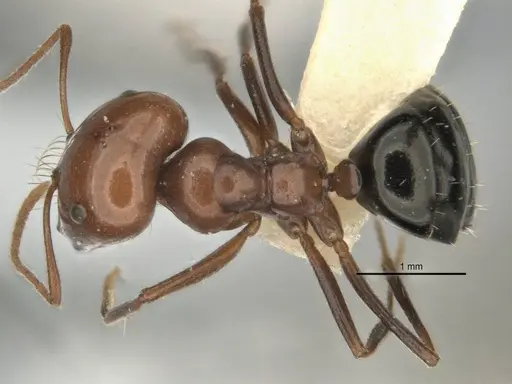 Melophorus cerasinoniger specimen