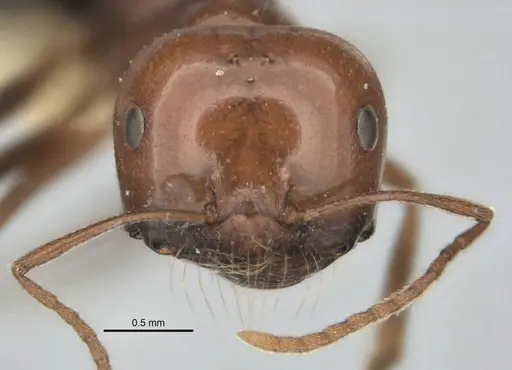 Melophorus cerasinoniger specimen