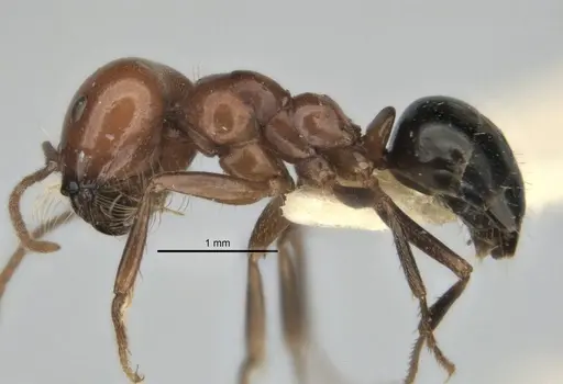 Melophorus cerasinoniger specimen