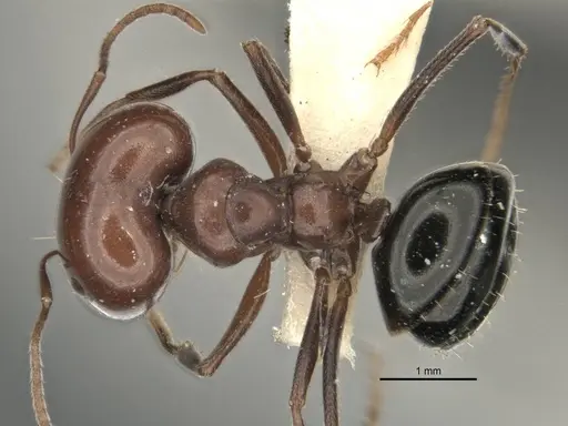 Melophorus cerasinoniger - ANIC32-900136-2