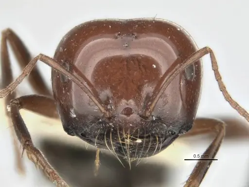 Melophorus cerasinoniger - ANIC32-900136-2