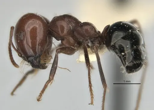 Melophorus cerasinoniger - ANIC32-900136-2
