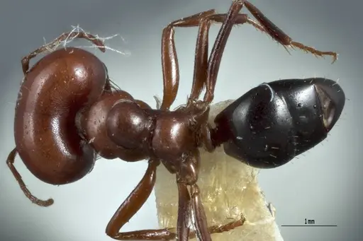 Melophorus cerasinoniger - ANTWEB1041109