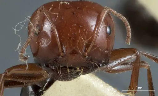 Melophorus cerasinoniger - ANTWEB1041109