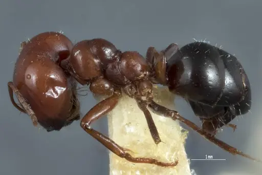 Melophorus cerasinoniger - ANTWEB1041109