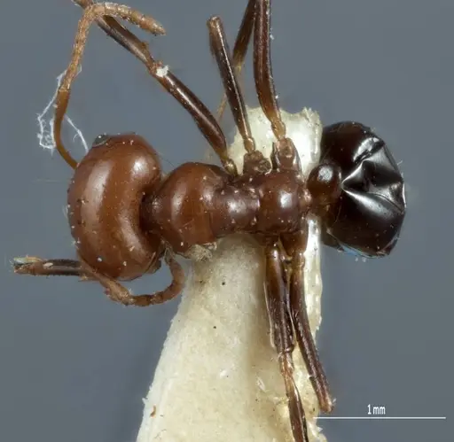 Melophorus cerasinoniger - ANTWEB1041110