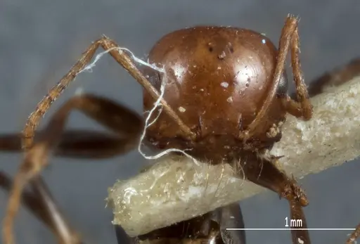 Melophorus cerasinoniger - ANTWEB1041110