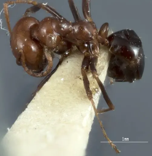 Melophorus cerasinoniger - ANTWEB1041110