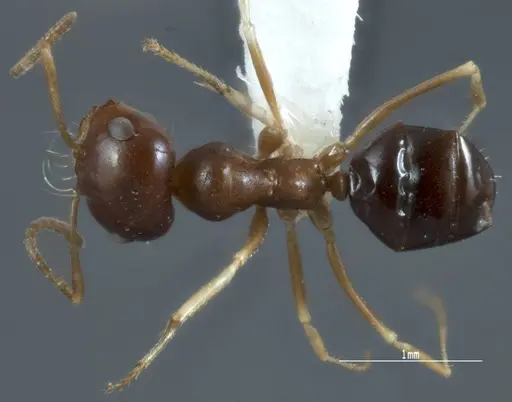 Melophorus chauliodon specimen