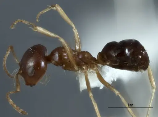 Melophorus chauliodon specimen