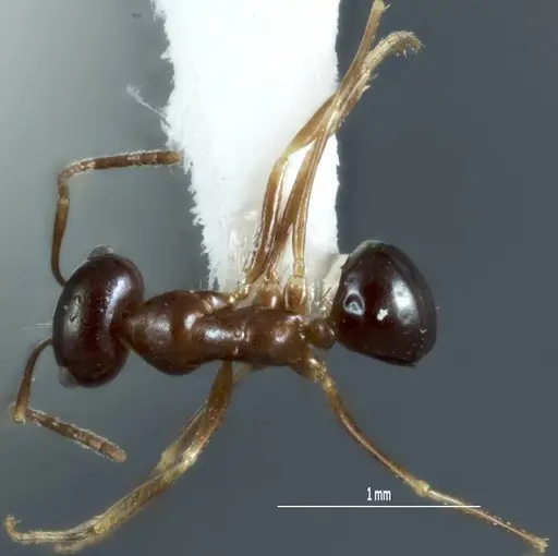 Melophorus chauliodon - ANIC32-900067-2