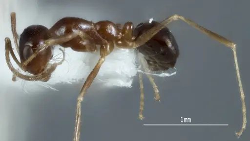 Melophorus chauliodon - ANIC32-900067-2