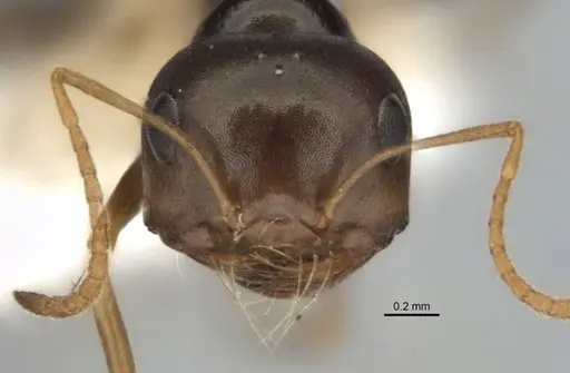 Melophorus chauliodon - ANIC32-900189-1