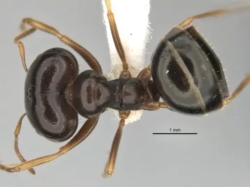 Melophorus chauliodon - ANIC32-900189-2