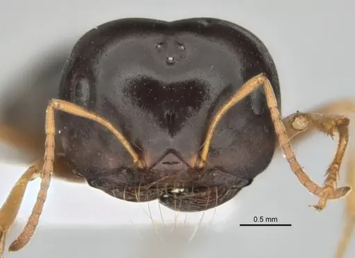 Melophorus chauliodon - ANIC32-900189-2