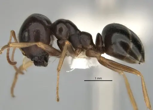 Melophorus chauliodon - ANIC32-900189-2