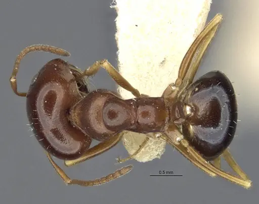 Melophorus chauliodon - MCZ-ENT00303602-1