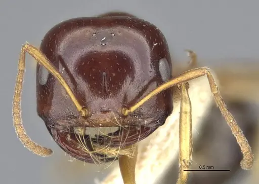 Melophorus chauliodon - MCZ-ENT00303602-1