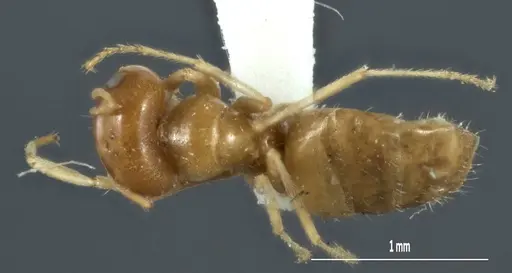 Melophorus chrysus specimen