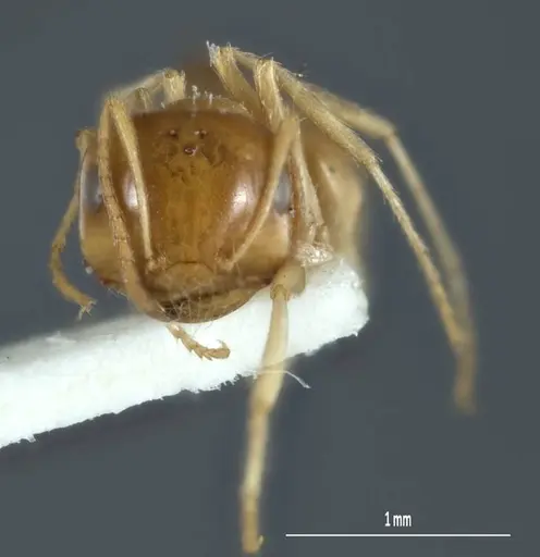 Melophorus chrysus specimen