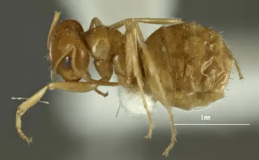 Melophorus chrysus specimen