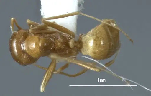Melophorus chrysus - ANIC32-900127-2