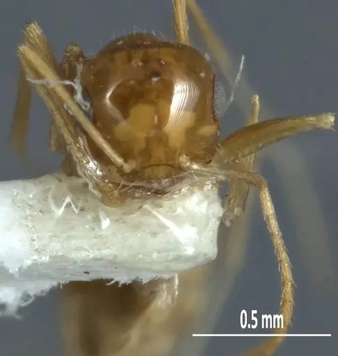 Melophorus chrysus - ANIC32-900127-2