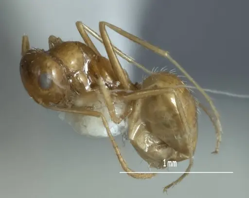 Melophorus chrysus - ANIC32-900127-2