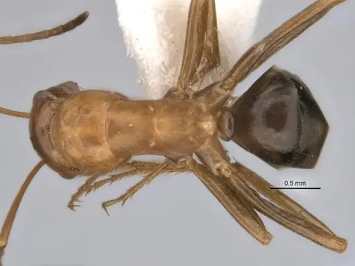 Melophorus clypeatus specimen