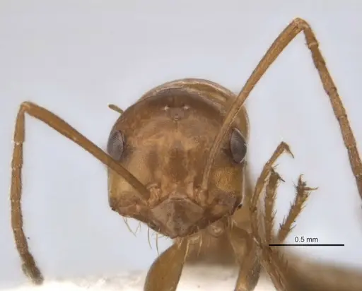 Melophorus clypeatus specimen