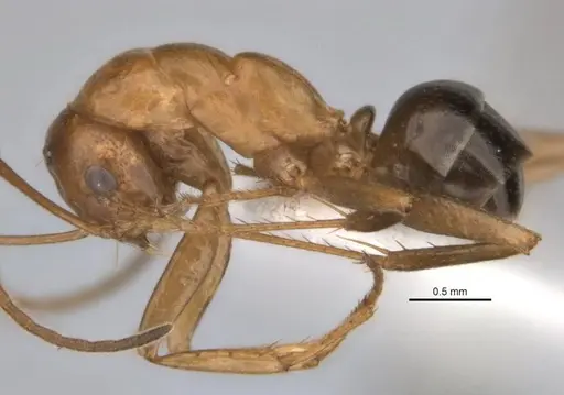 Melophorus clypeatus specimen