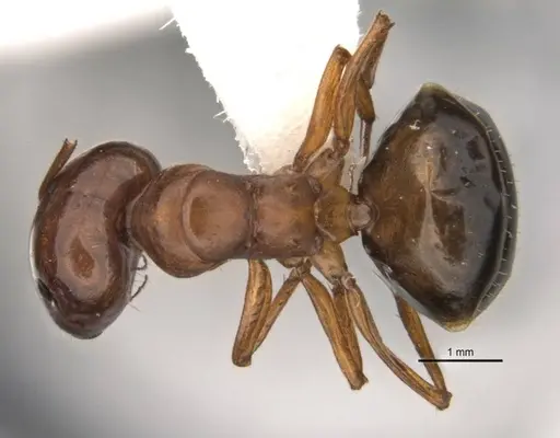 Melophorus clypeatus - JDM32-001497-2