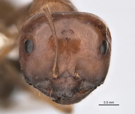 Melophorus clypeatus - JDM32-001497-2