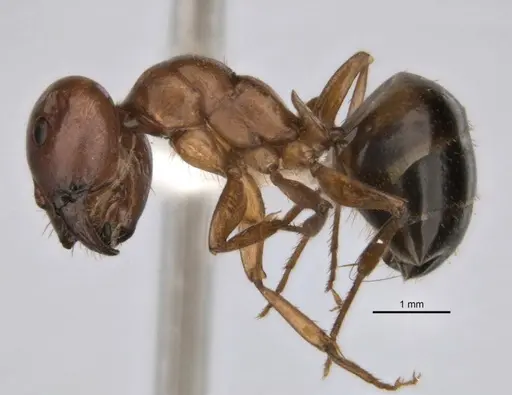 Melophorus clypeatus - JDM32-001497-2