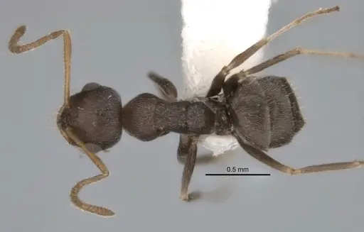 Melophorus compactus specimen