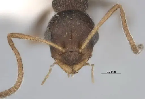 Melophorus compactus specimen
