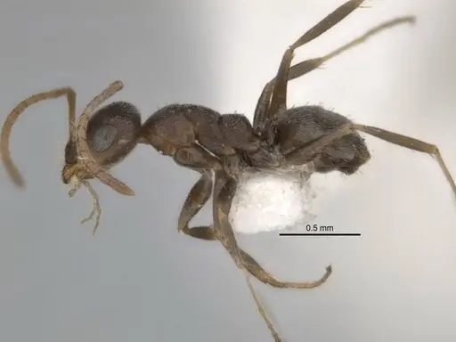 Melophorus compactus specimen
