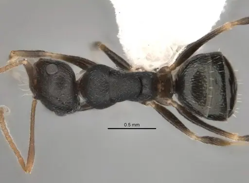 Melophorus cuneatus specimen