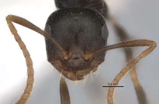 Melophorus cuneatus specimen