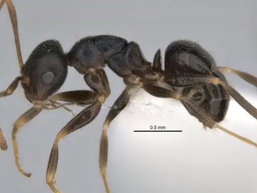 Melophorus cuneatus specimen