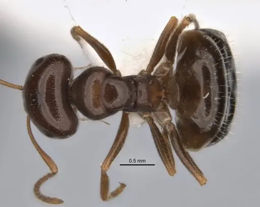 Melophorus cuneatus - JDM32-001958-2