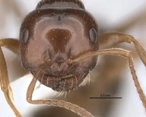 Melophorus cuneatus - JDM32-001958-2