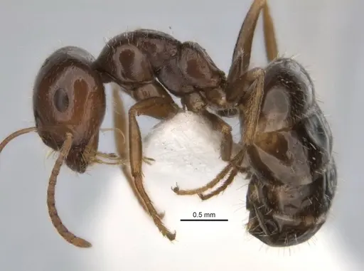 Melophorus cuneatus - JDM32-001958-2