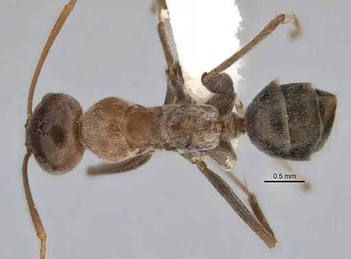 Melophorus curtus specimen