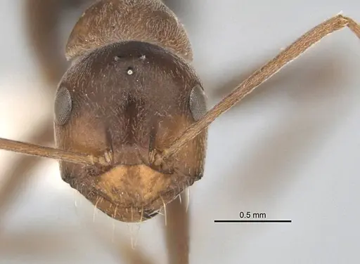 Melophorus curtus specimen