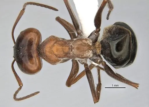 Melophorus curtus - ANIC32-900019-2