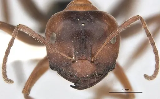 Melophorus curtus - ANIC32-900019-2