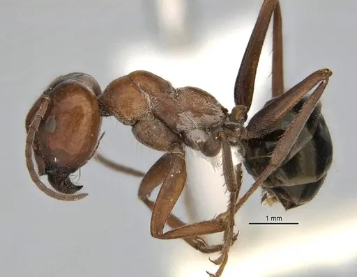 Melophorus curtus - ANIC32-900019-2
