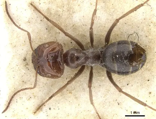 Melophorus curtus - CASENT0903264